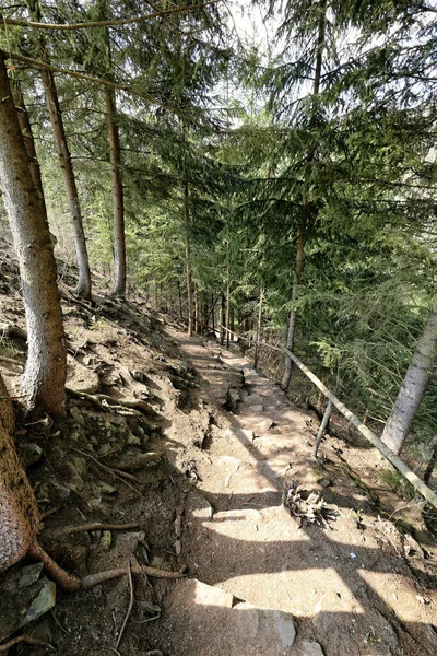 Caminho Íngreme Descida Com Corrimãos Madeira Floresta — Fotografia de Stock