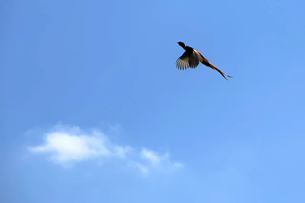 Einzelner Fliegender Fasan Blauen Himmel Mit Einer Einzigen Weißen Wolke — Stockfoto