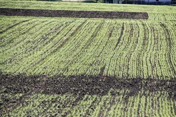 Longas Linhas Retas Plantas Verdes Campo Distante Primavera — Fotografia de Stock