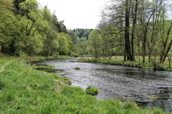 Rio Moravice Meandro Entre Prados Florestas Primavera — Fotografia de Stock