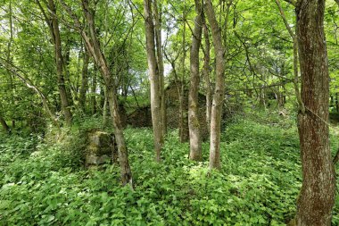 Ağaç ve ısırgan otları olan harabe duvarlar.