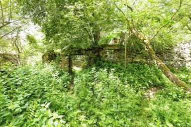 Isırgan otları ve çalılarla kaplı, terk edilmiş taştan bir evin içi.