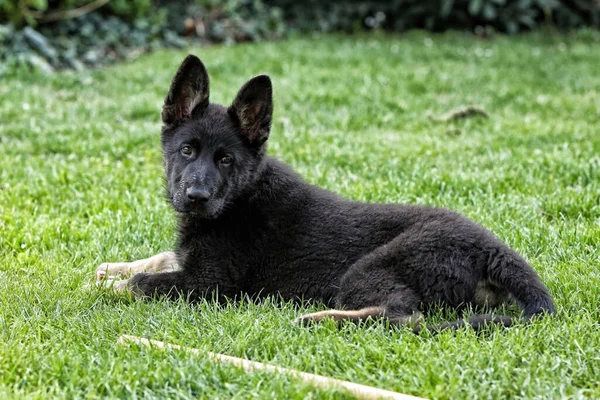 Black German shepard puppy dog laying in grass and looking back