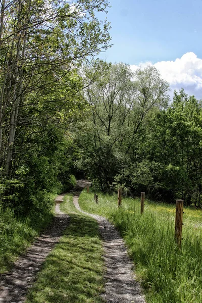 Güneşli bir günde otlaklar ve tarlalar arasındaki kırsal yol