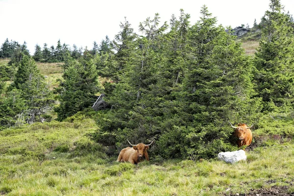 Two Large Brown Cows Laying Trees Grass — Stock Photo, Image