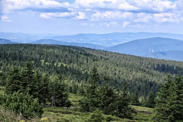 Ліси Ліси Пагорбах Єсеніцьких Гір Літній День — стокове фото