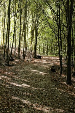 Ağaçların arasında kıvrımlı yapraklar var.