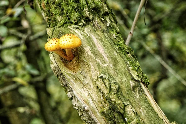 Пара Маленьких Желтых Грибов Старом Стволе Дерева — стоковое фото