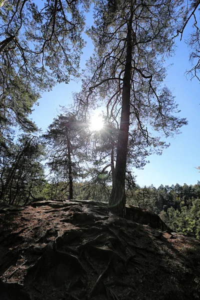 森林上方的小山 树木稀少 遮挡着太阳 — 图库照片