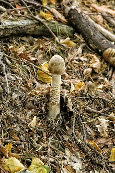山坡上的白色的高粱真菌 — 图库照片
