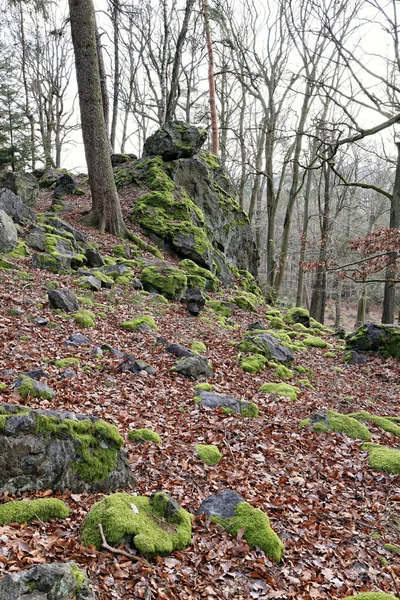 Rengeteg Őszi Kövek Borított Moha Őszi Szezonban Erdőben — Stock Fotó
