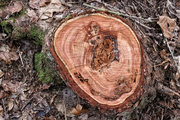 Clean Cut Small Tree Showing Year Rings Autumn Ground — Stock Photo, Image