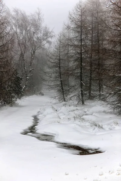 Strumień Leśny Śnieżnym Skraju Lasu Mgle — Zdjęcie stockowe
