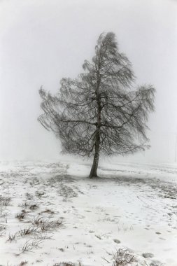 Tek yapraksız huş ağacı Kış günü hafif rüzgarda karlı çimlerle