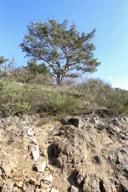Çalı çırpı ve kayalık tepede tek bir ağaç var.