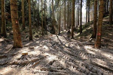 Orman yolu çamurlu kavşaklar ağır odun madenciliği makineleriyle harap olmuş.