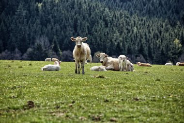 Ormanın yeşil otlağındaki kameraya bakan büyük beyaz sığırlar.