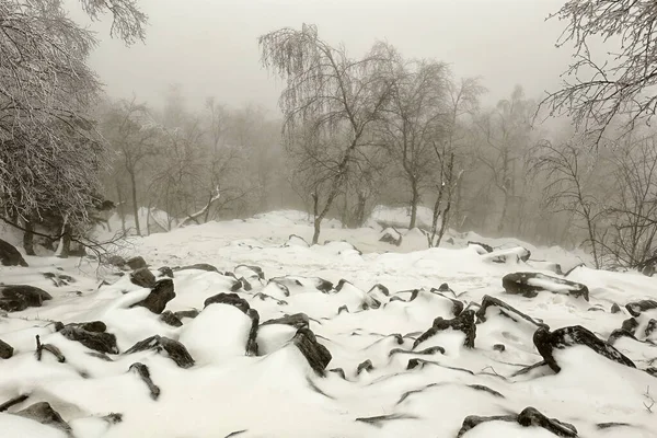 霧深い冬の日に雪に覆われた急な丘の上の石 — ストック写真