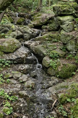 Ormandaki taşlar ve kayalar arasında dar şelale.