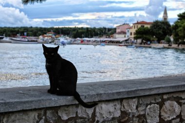 Fazana şehrinin oradaki taş duvarda oturan büyük siyah kedi.