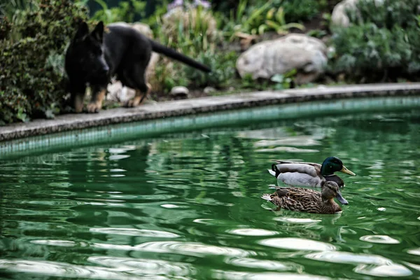 Dois Patos Piscina Jardim Com Cachorro Caça Borrado Fundo — Fotografia de Stock