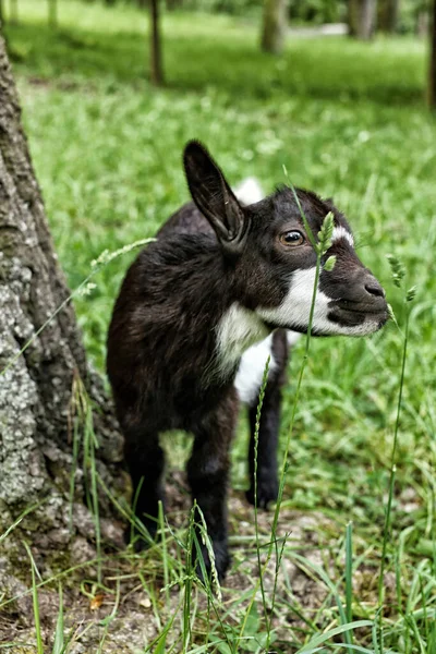 Pequeña Cabra Negra Blanca Comiendo Hierba Junto Árbol —  Fotos de Stock
