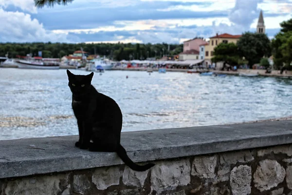 Grande Gatto Nero Seduto Muro Pietra Vicino Alla Città Fazana — Foto Stock