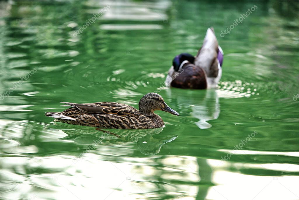 Female duck on the water floating by the blurred male cleaning his feathers