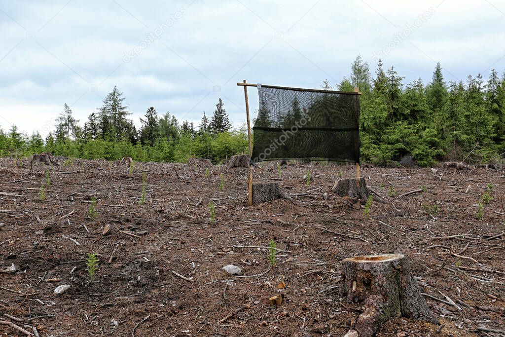 Big black trap for wood eating bugs in the forest clearance