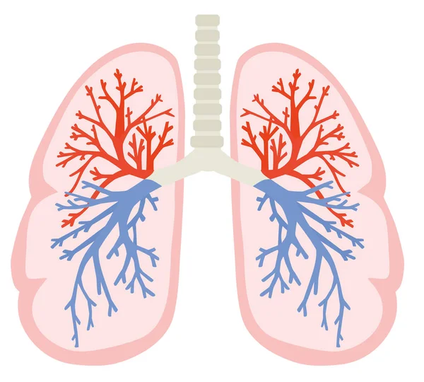 Pulmones Humanos Parte Anatomía Modelo Cuerpo Humano Con Sistema Órganos — Vector de stock