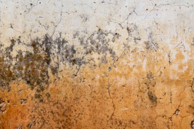 Beton duvar üzerinde renkli mantar 