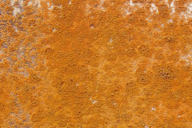 Beton duvar üzerinde renkli mantar