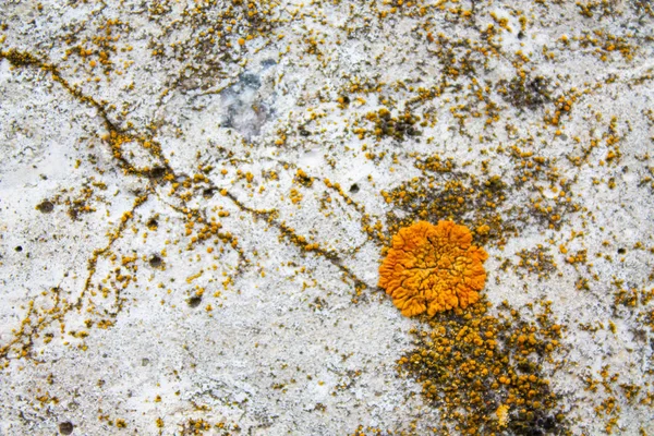 コンクリートの壁に着色された真菌 — ストック写真