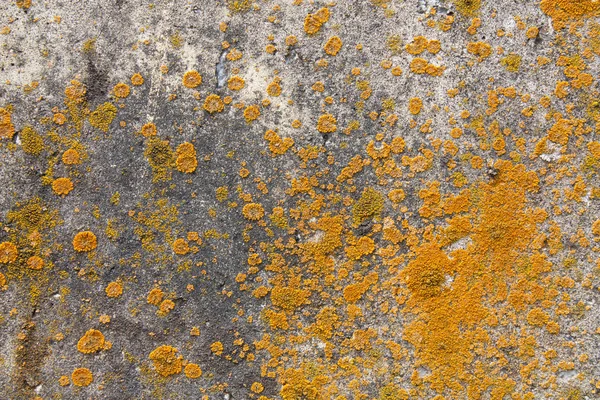 colored fungus on concrete wall
