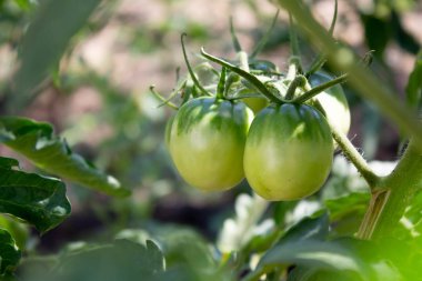 bahçede yeşil domates