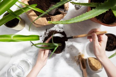 Ev bahçesi için sulu bitkiler ekiyorum. Bitki yetiştirmek için teneke tekrar kullanılır. Sıfır atık, geri dönüşüm, yeniden kullanım, yükseltme. Üst görünüm