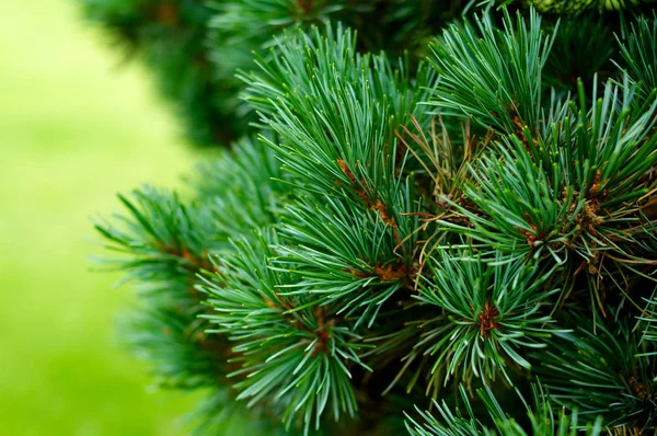 Árbol de Navidad fondo de cerca horizontal — Foto de Stock