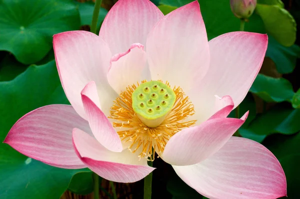 Rosa Lotusblume im Sommer — Stockfoto