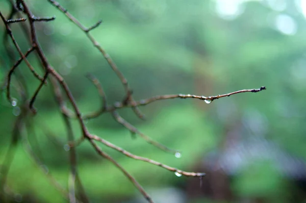 Stick with drops of rain — Stock Photo, Image