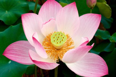 Yaz aylarında pembe lotus çiçek