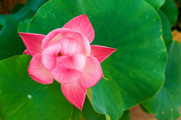 Pink lotus flower in summer — Stock Photo, Image