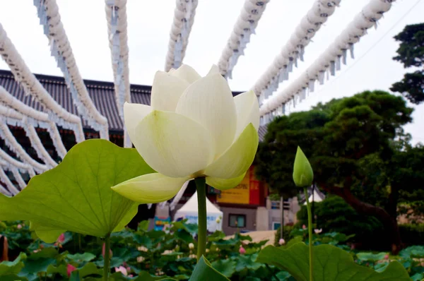 Pink lotus flower in summer — Stock Photo, Image