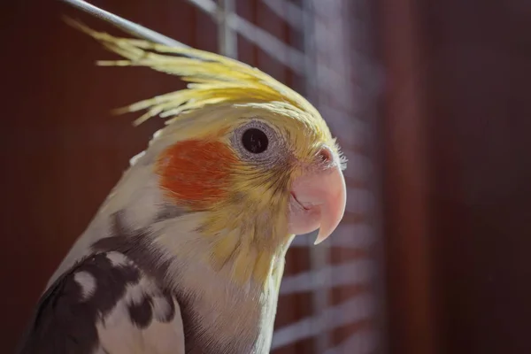 Korella Papouška Originální Barva Ocasní Skříně — Stock fotografie