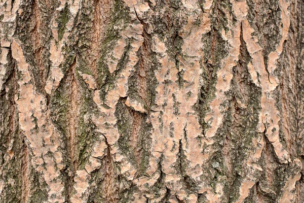 木の幹の樹皮の質感 — ストック写真