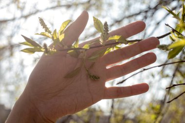 Kadının eli ilk taze bahar yapraklarını tutar..