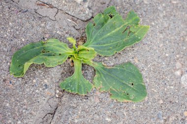 Plantain sert bir yüzeyden büyüdü