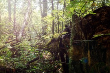 Rusya'da yaz aylarında yaprak döken ormanda orman manzarası, Merkez bölgesinde