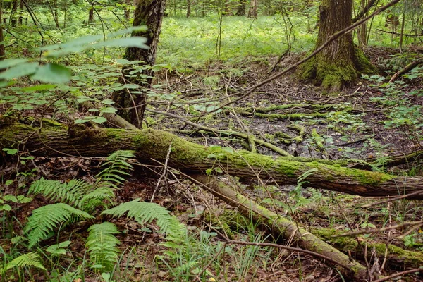 Waldlandschaft Laubwäldern Sommer Russland Seiner Zentralen Zone — Stockfoto