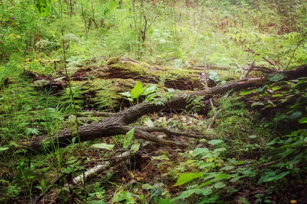 Forest landscape in deciduous forest in summer in Russia in its Central zone