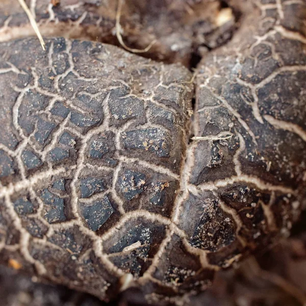 The texture of rare earth mushroom closeup